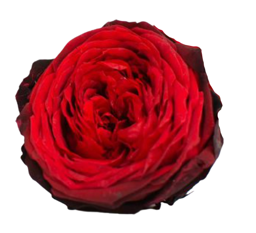Rosa inglese rosso nuanced - Taglia L